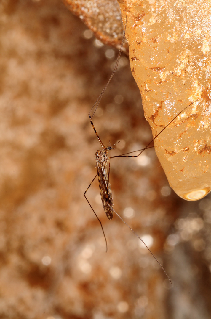limonia nubeculosa